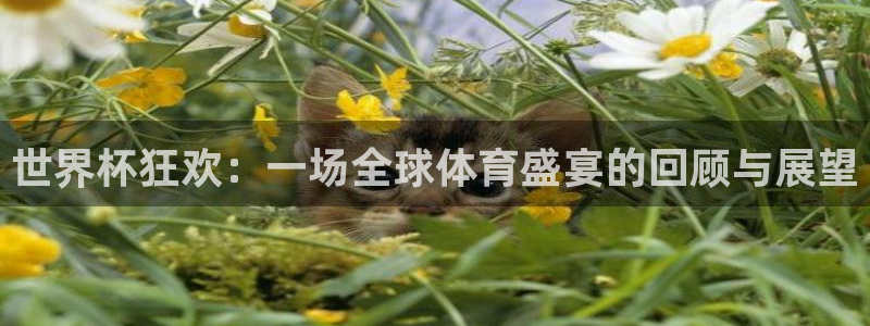 世界杯葡萄牙赛程：世界杯狂欢：一场全球体育盛宴的回顾与展望
