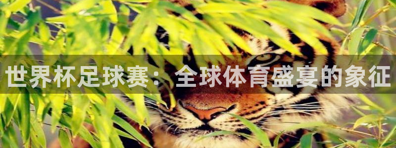 世俱杯直播：世界杯足球赛：全球体育盛宴的象征